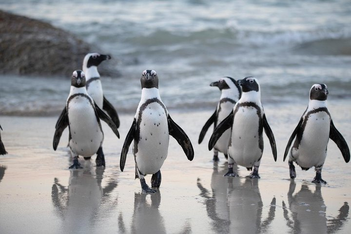 Penguin at boulders beach Cape Town